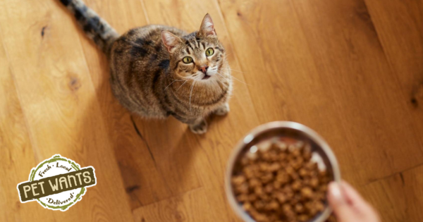 Pet Wants Franchise Launches in Spring, TX