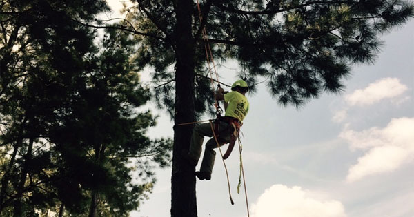 Monster Tree Closes Four Franchisee Deals - Franchise News