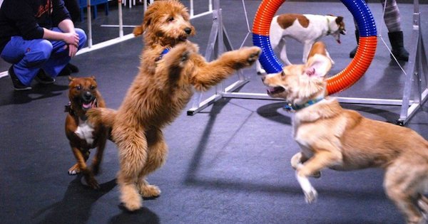 Zoom Room Franchise Opens in Colorado Through an IFPG Broker